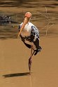 Sri Lankan Painted Stork-9212